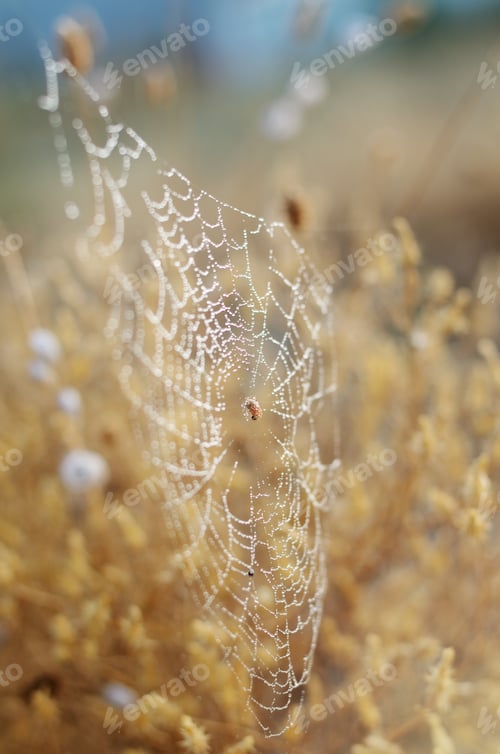 Preview: Golden Autumn Background. Very Soft Focus Spider Network And Snails In Dew Drops Under Morning Sun