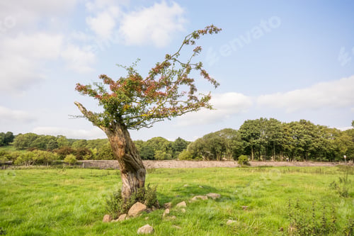 Preview: Twisted Hawthorn Tree