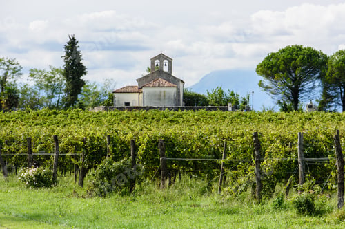 Preview: Church In The Vineyards