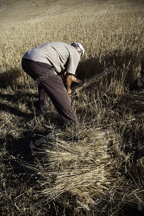 Preview: Man Working Field, Reaping Wheat, Agriculture And Nature