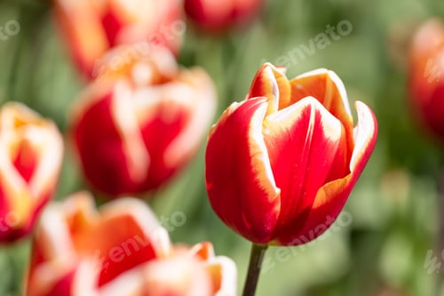 Preview: Tulipa 'Abu Hassan' Flowers Close Up