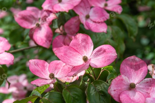 Preview: Pink Flowering Shrub, Cornus Kousa
