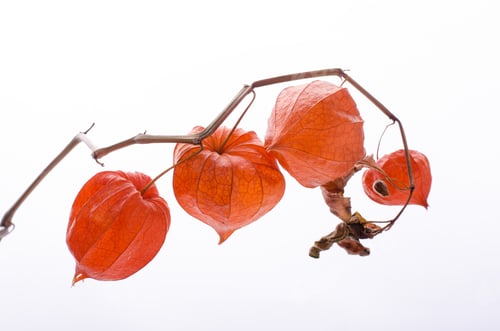 Preview: Dry Lampion, Dried Branch Of Physalis Lanterns Against White Background.