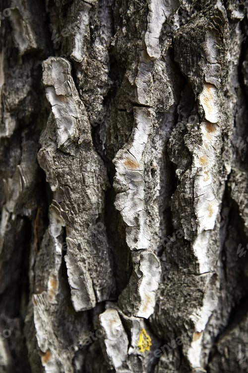 Preview: Dry Tree Bark, Background Detail Of A Tree In A Forest