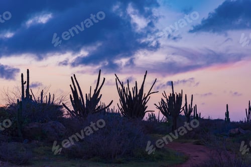 Preview: Panorama Of The Desert Expanses And With Thorny Plants Of Cactus Aruba Island At Sunset