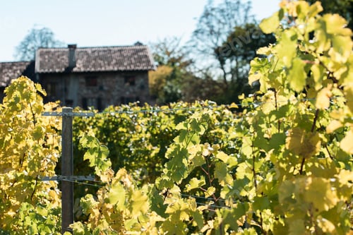 Preview: Autumn Colors - Walk In The Medieval Village