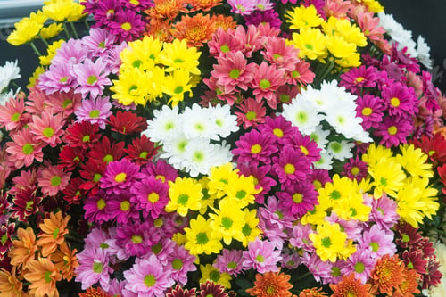 Preview: Mixed Chrysanthemum Flowers