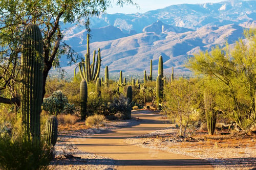 Preview: Saguaro National Park