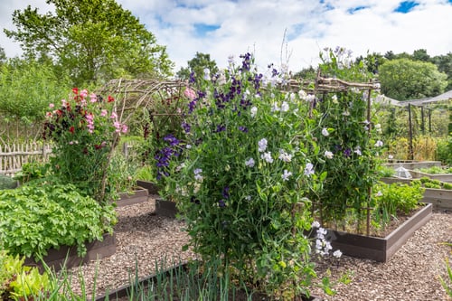 Preview: Sweet Peas Flowering In A Garden Border