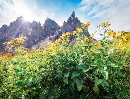 Preview: Colorful Morning Scene Of Dolomiti Alps With Cimon Della Pala Mountain Range On Background. Bright