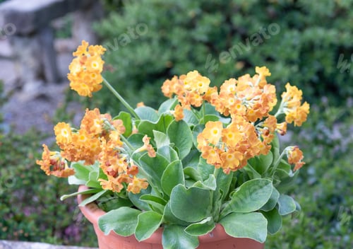 Preview: Large Orange Flowered Auricula In A Pot