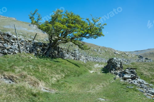 Preview: Hawthorn Tree And Track In The Yorkshire Dales