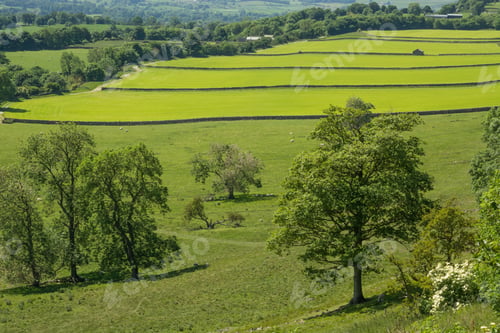 Preview: Fields In Wensleydale In The Yorkshire Dales