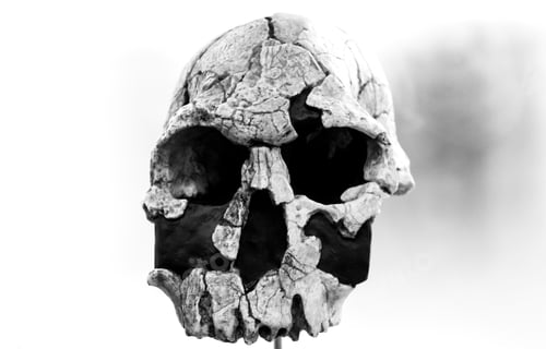 Preview: Human Skull Head In Laboratory, Experiment And Science