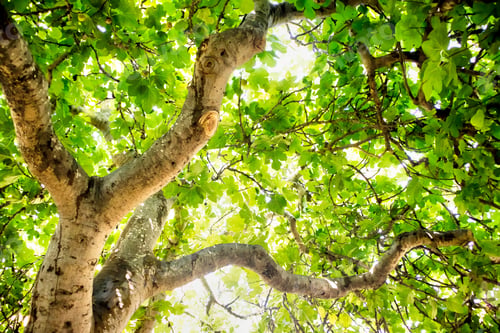 Preview: Fig Tree In Complete Vegetation In The Summer Season