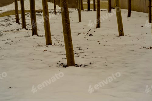 Preview: Forest With Snow On Frozen Ontario Lake In Winter In The City Of Toronto Canada