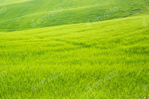 Preview: Open Countryside View Of Green Young Wheat Ripening