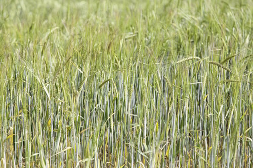 Preview: Wheat Field In Summer Planting, Harvesting