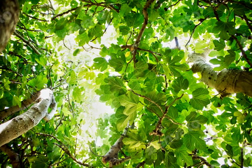 Preview: Fig Tree In Complete Vegetation In The Summer Season