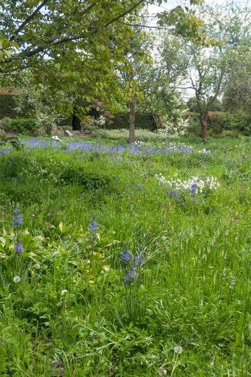 Preview: Daffodils And Old Trees
