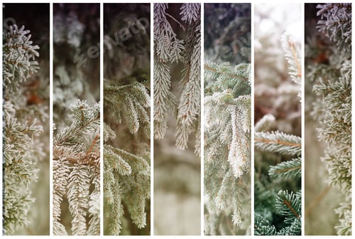 Preview: Set Of Seven Vertical Rectangles With Christmas, Winter Backgrounds Of Frosty Pine Tree. Beautiful