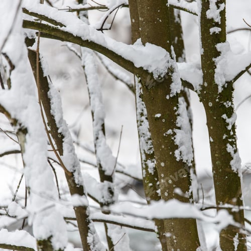 Preview: All Covered By A Nice Snowfall. Magic Of Winter