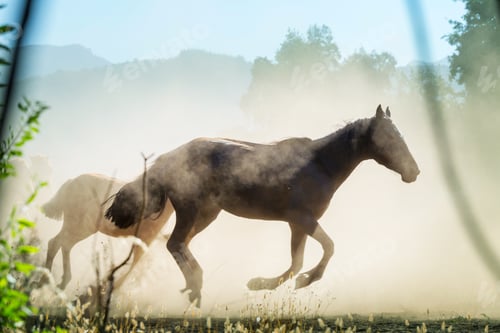 Preview: Horse Herd Run On Pasture In Chile, South America