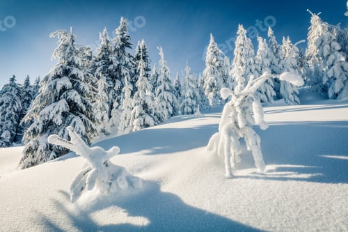 Preview: Sunny Winter View Of Mountain Forest With Snow Covered Fir Trees. Bright Outdoor Scene, Happy New