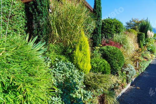 Preview: Rich Mixborder Of Coniferous And Deciduous Shrubs In The Garden