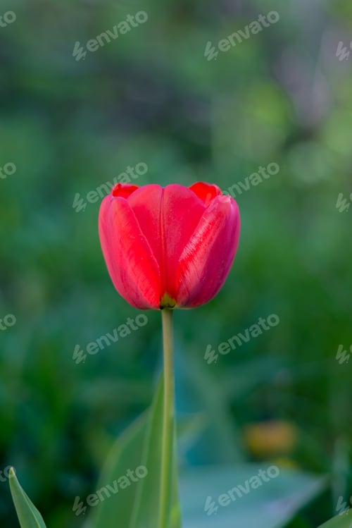 Preview: Bright Red Tulip Flower In The Garden. Spring Floral Theme Background.