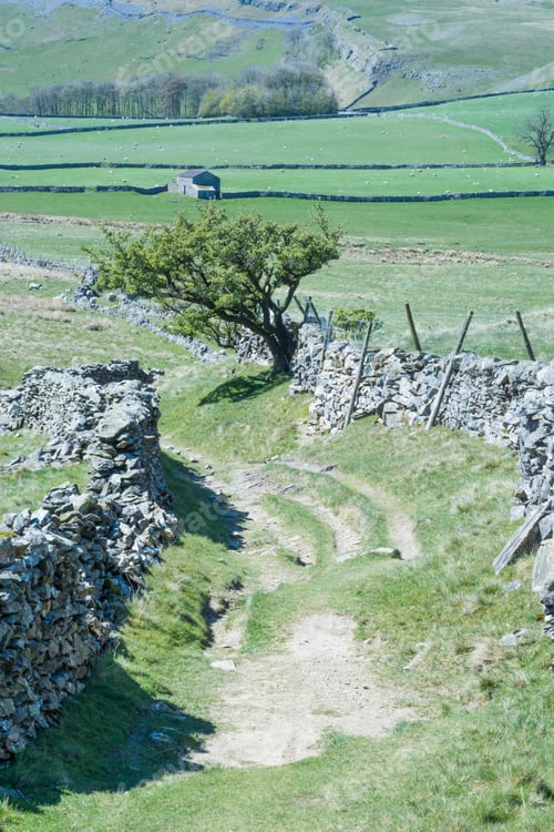Preview: Hawthorn Tree And Track In The Yorkshire Dales