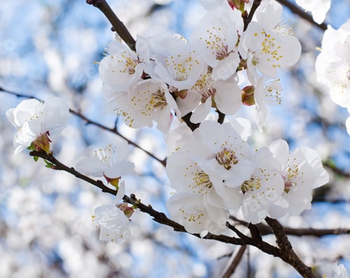 Aperçu: Apricot Blooming In The Garden. Beautiful Spring Seasonal Background With Vintage Filter Effect.