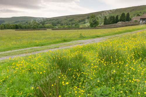 Preview: Muker Hay Meadows In June