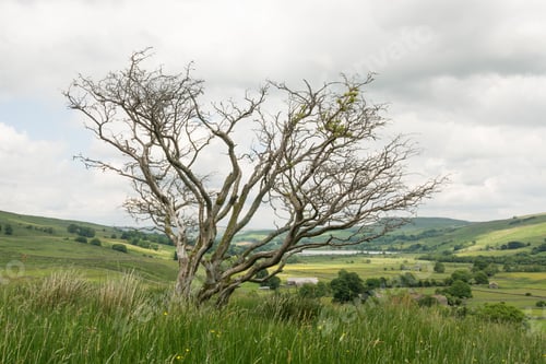 Preview: Dead Tree In Raydale In The Yorkshire Dales