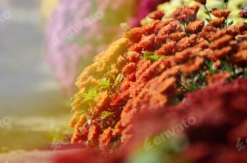 Preview: Red Chrysanthemum. Beautiful Autumn Flower In A Garden Decor. Floral Background For Your Design.