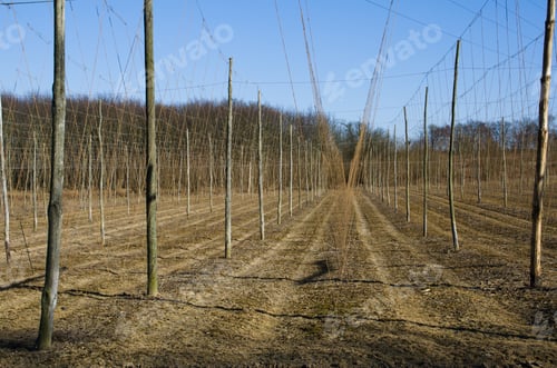 Preview: Hop Gardens Newly Strung