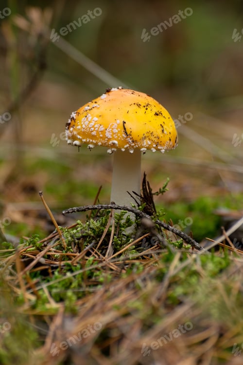 Preview: Poisonous Mushroom Amanita Or Fly Agaric Fungi On The Forest Floor In Tall Green Grass. Vertical