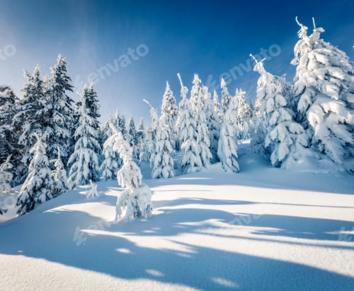 Preview: Wonderful Winter Morning In Mountain Forest With Snow Covered Fir Trees. Sunny Outdoor Scene, Happy