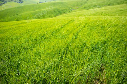 Preview: Open Countryside View Of Green Young Wheat Ripening
