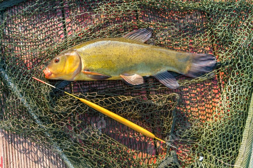 Preview: A Beautiful Fish In A Landing Net