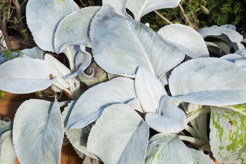 Preview: Senecio Angel Wings During Winter