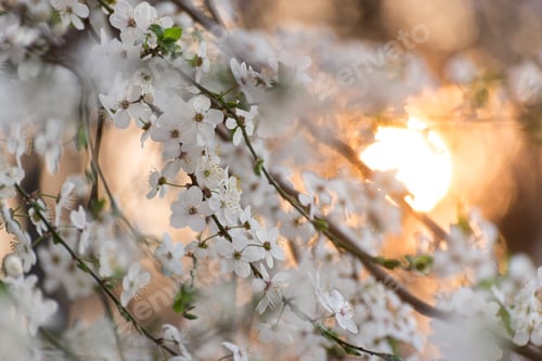 Preview: Plum Tree Blossomsgainst Sunset Light. White Spring Flowers Close-Up. Soft Focus Spring Seasonal