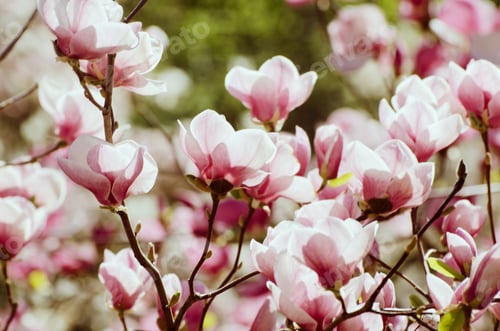 Preview: Close-Up Beautiful Magnolia Tree Blossoms In Springtime. Bright Magnolia Flower Against Foliage