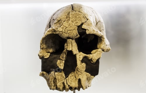 Preview: Human Skull Head In Laboratory, Experiment And Science