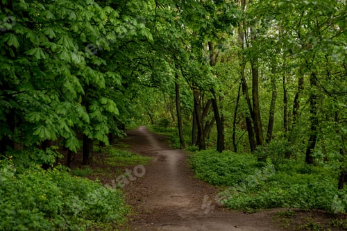 Preview: Chestnut Trees And Path In The Spring Forest After The Rain. Fresh Spring Foliage Background