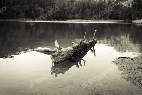 Preview: Old Tree Trunk Fallen In A Lake Surrounded By Trees On A Mountain.