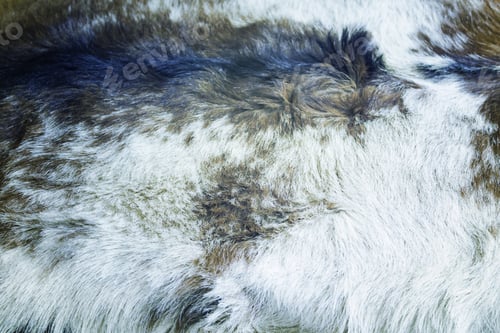 Preview: Dark Skin White And Brown Goat In Furs, Animals And Business