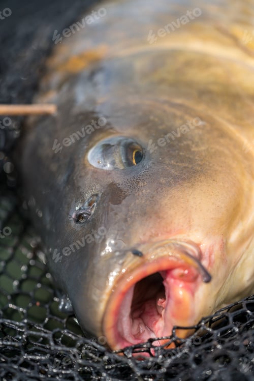 Preview: Carp On A Landing Net After Fishing