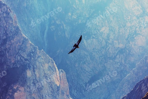 Preview: Flying Condor In The Colca Canyon,Peru