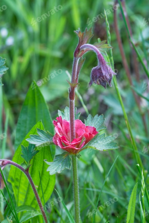 Preview: Geum Rivale, Water Avens Showing Deformity